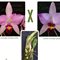 Лаелия (Laelia anceps lineata olita x guerreiro)(503)