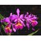 Cattleya x hardyana