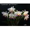 Cattleya quadricolor (chocoensis) semi-alba x sib