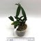 Каттлея (Cattleya percivaliana ( Alberts x Fabia)(А-337)
