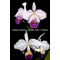 Cattleya trianaei f. coerulea (XWJ x Paulista)