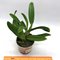 Каттлея (laelia praestans X Rl. digbyana) (А-233)