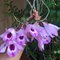Дендробиум (Dendrobium maccarthiae) (1338)