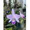 Cattleya maxima coerulea x Laelia anceps coerulea