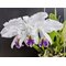 Cattleya  gaskeliana coerulea x sib ('Blue Dragon' x 'Madou Tsai')
