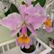 Cattleya Zephyr (C. schroederae x dowiana)