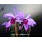 Каттлея (Cattleya Eva´s Fabula sin Letras  (purpurata Werkhauserii x jenmanii coerulea)) (1264)