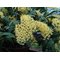 Дендробиум (Dendrobium speciosum 'Golden Rain' x self)(1328)