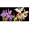 -  Cattleya labiata x Cattleya rex