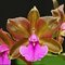 Каттлея (Cattleya bicolor José Neto) (900)