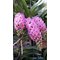 Ринхостилис (Rhynchostylis gigantea, Rose Pink)(1205)