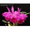 Cattleya jenmanii rubra x self