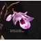 Дендробиум (Dendrobium maccarthiae) (1338)