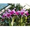 Cattleya Fallieri (trianae tipo x rex)