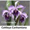 Каттлея (Cattleya Canhamiana)(1254)