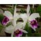 Laelia purpurata var. semi-alba