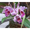 Cattleya Vestalis ( C maxima x C dowiana aurea)
