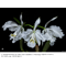 Cattleya lueddemanniana var. alba x sib ('Caballero' x ' Hsinying')C