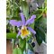 Cattleya harrisonae x C dowiana