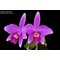 Laelia sincorana