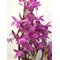 Дендробиум (Dendrobium parishii “no lip”)(1325)