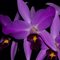 Лаелия (Laelia  anсeps barceriana x rubescens))(514)