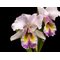 Cattleya Lord Rotschild (C gaskelliana alba x C dowiana aurea)