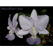 Cattleya walkeriana var. Caerulea
