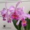 Каттлея (Cattleya Maggie Raphael PROBALBY Lavender) (1267)