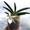Angraecum Kruger  Stars (leonis x eguitens)