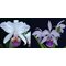 Cattleya Ballentineana (Cattleya trianae coerulea x Cattleya warscewiczii coerulea)