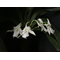 Angraecum magdalenae