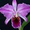 Каттлея (Cattleya percivaliana marmorata) (936)