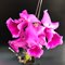 Дендробиум (Dendrobium anosmum 4n)(1333)