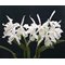 Cattleya maxima alba x sib