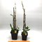 Дендробиум (Dendrobium parishii “no lip”)(1325)