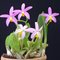 Laelia lucasiana