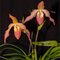 Фрагмипедиум (Phragmipedium Franz Glanz (P. richteri × besseae)) (А-135)