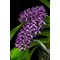 Ринхостилис (Rhynchostylis gigantea, Red-Purple)(1203)