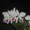 Каттлея (Cattleya labiata semi alba ('Vilage D'Italia' x 'Garganta Profunda'))