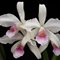 Лаелия (Laelia  purpurata delicata)(481)