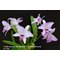 Laelia anceps “disciplinata” x L. rubescens