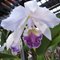 Каттлея (Cattleya lueddemanniana caerulea x Cattleya Warnerii caerulea ) (910)