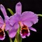 Каттлея (cattleya percivaliana)(1010)