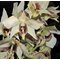 Дендробиум (Dendrobium Roy Tokunaga (Den. atroviolaceum x Den. johnsoniae)) (1150)