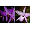 Лаелия (Laelia  anсeps barceriana x rubescens))(514)