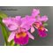 Каттлея (Cattleya Maggie Raphael Purple (dowiana x trianae) (1266)