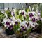 Laelia purpurata var. Roxo-bispo