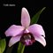 Laelia dayana
