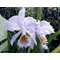 Cattleya mossiae f. coerulea x sib